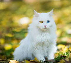 她和她的猫